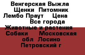 Венгерская Выжла. Щенки. Питомник Лембо Праут. › Цена ­ 35 000 - Все города Животные и растения » Собаки   . Московская обл.,Лосино-Петровский г.